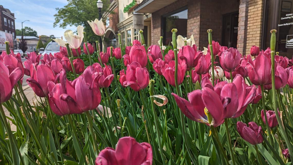 Most of the tulips at Tulip Time are no longer in bloom - Vimarsana News