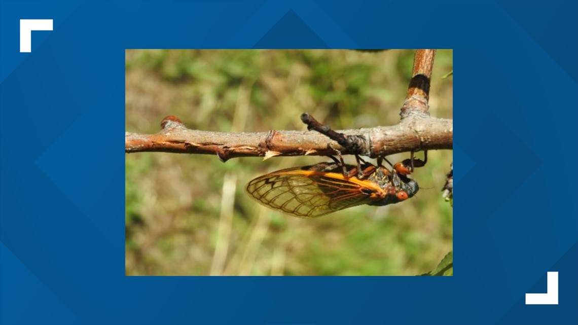 A cicada invasion! Why Michigan will likely be spared | wzzm13.com