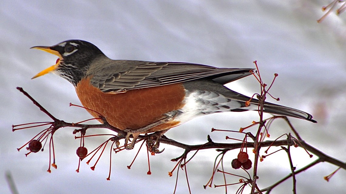 Don't robins fly South? Why am I seeing them in the winter?