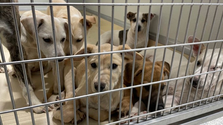 80 dogs seized from Michigan home | Shelter in dire need 