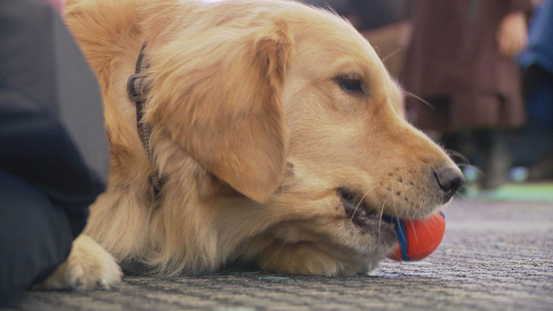 While the hospital already has therapy dogs, none of them have been full-time. Indi will work 40 hours weekly.