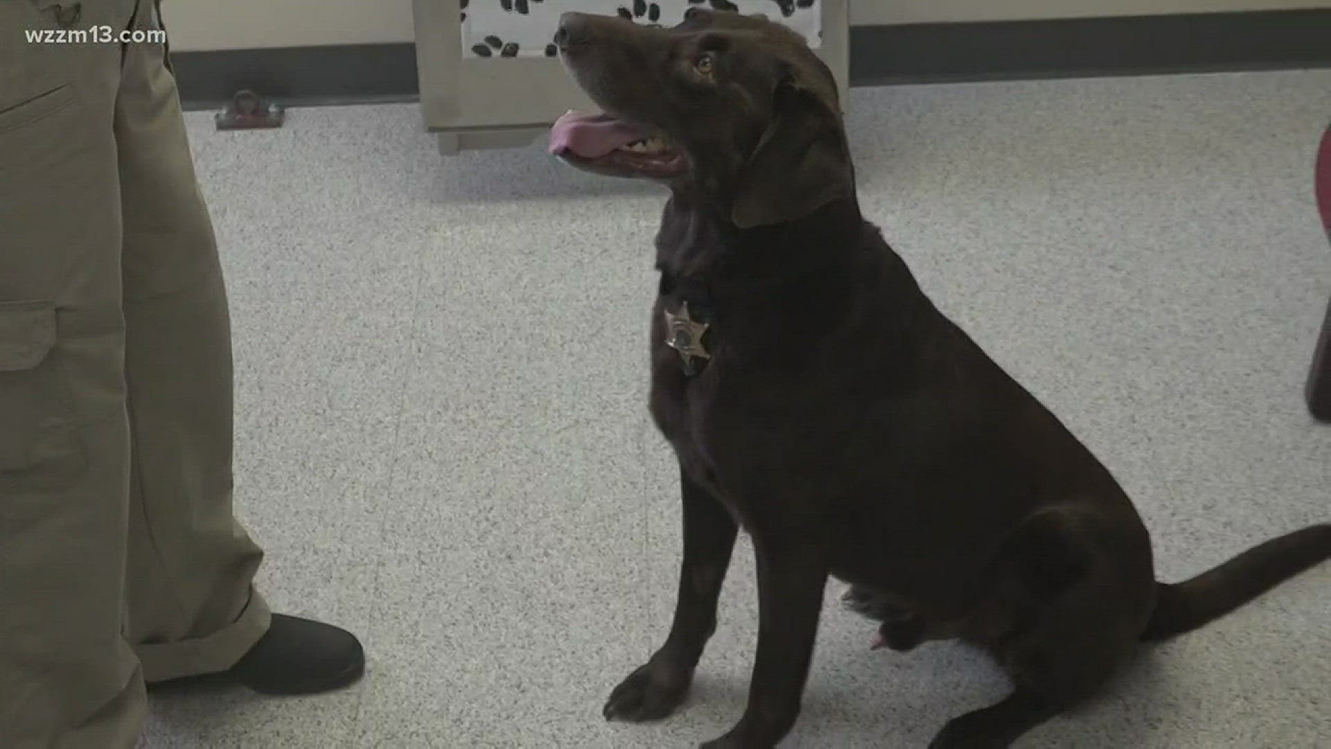 Hero Dog with cancer takes 'Victory Lap'