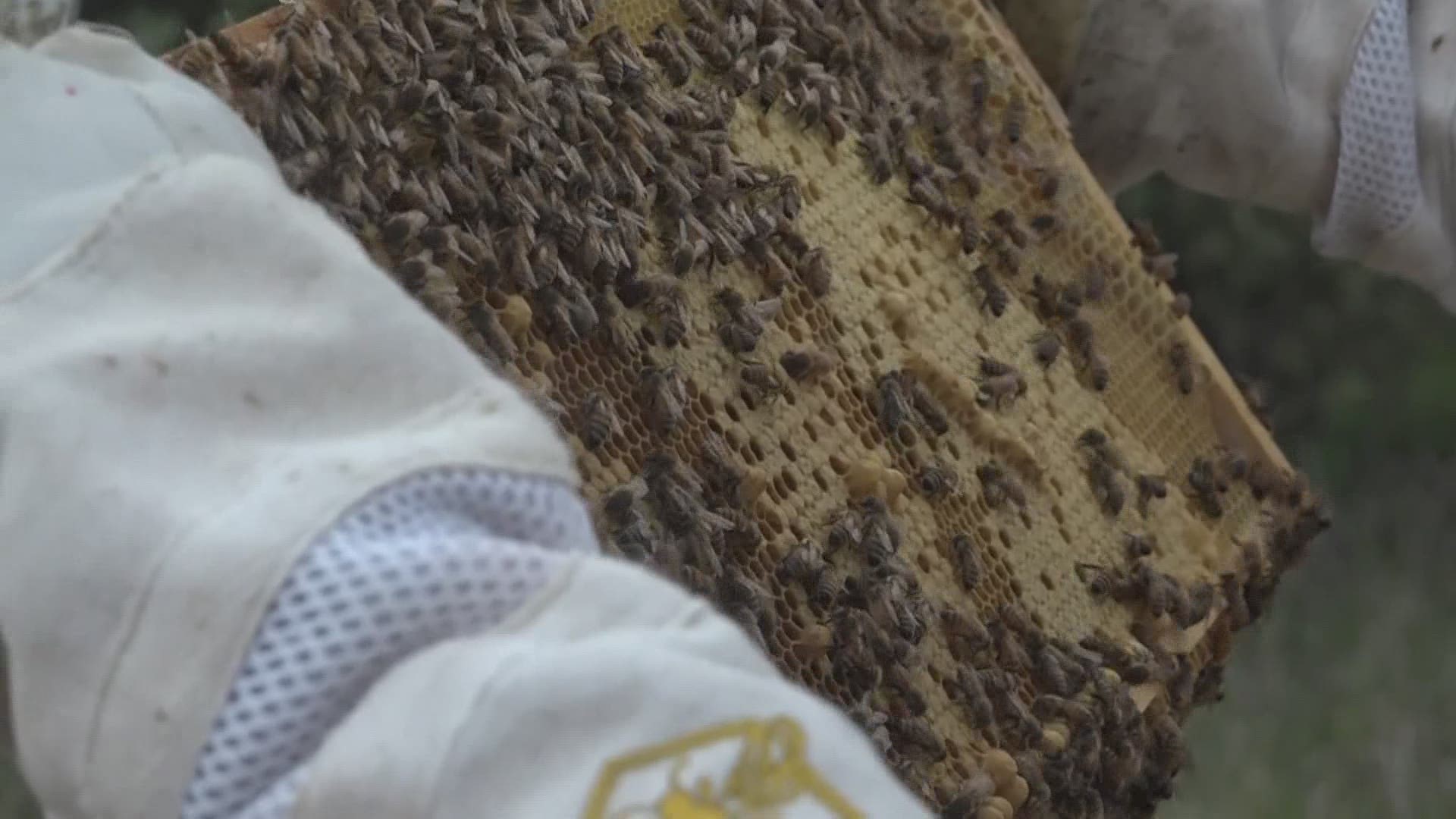 He urges people to make the call to a beekeeper who can relocate the bees instead of killing them.