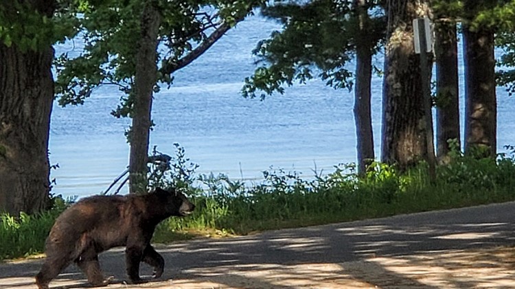 West Michigan bear sightings 2023 | wzzm13.com