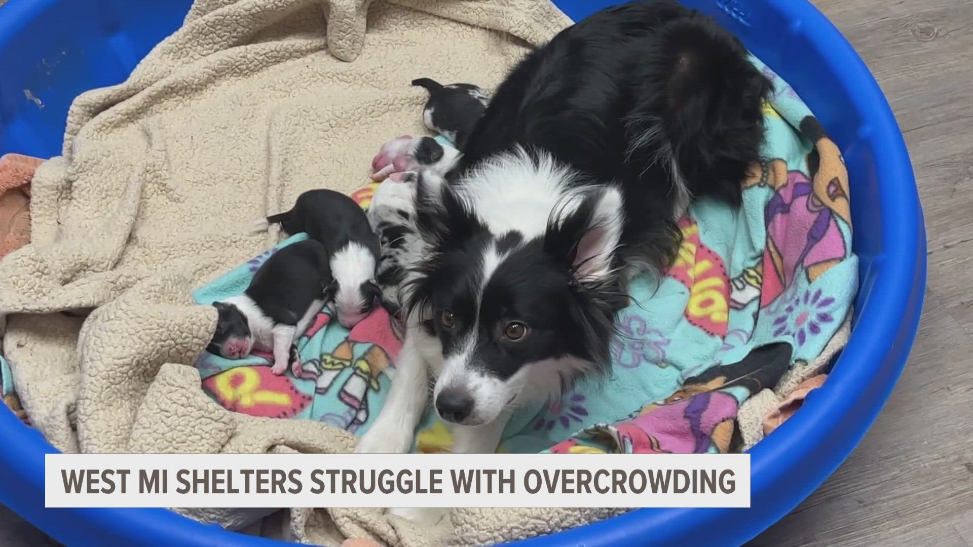 One of the biggest causes right now is owners surrendering their pets.