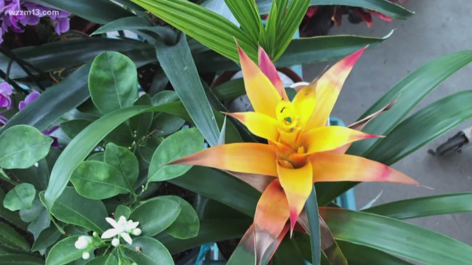 Indoor plants can bring a touch of the tropics during this cold, dreary winter.