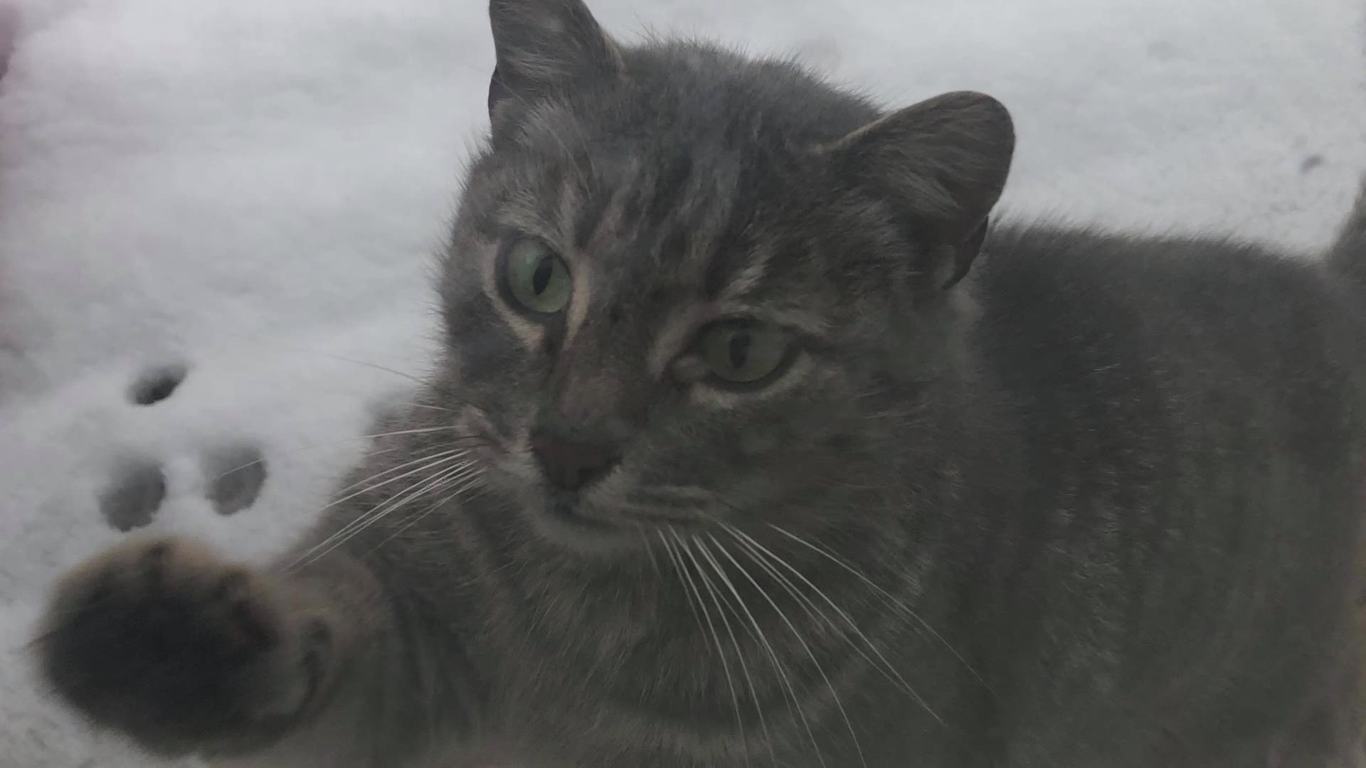 Olive the cat escaped during the Midland floods last spring. She was reunited with her owner on Jan. 4, with help from the 'Midland Floods' - Jeremy & Ashley Flood.