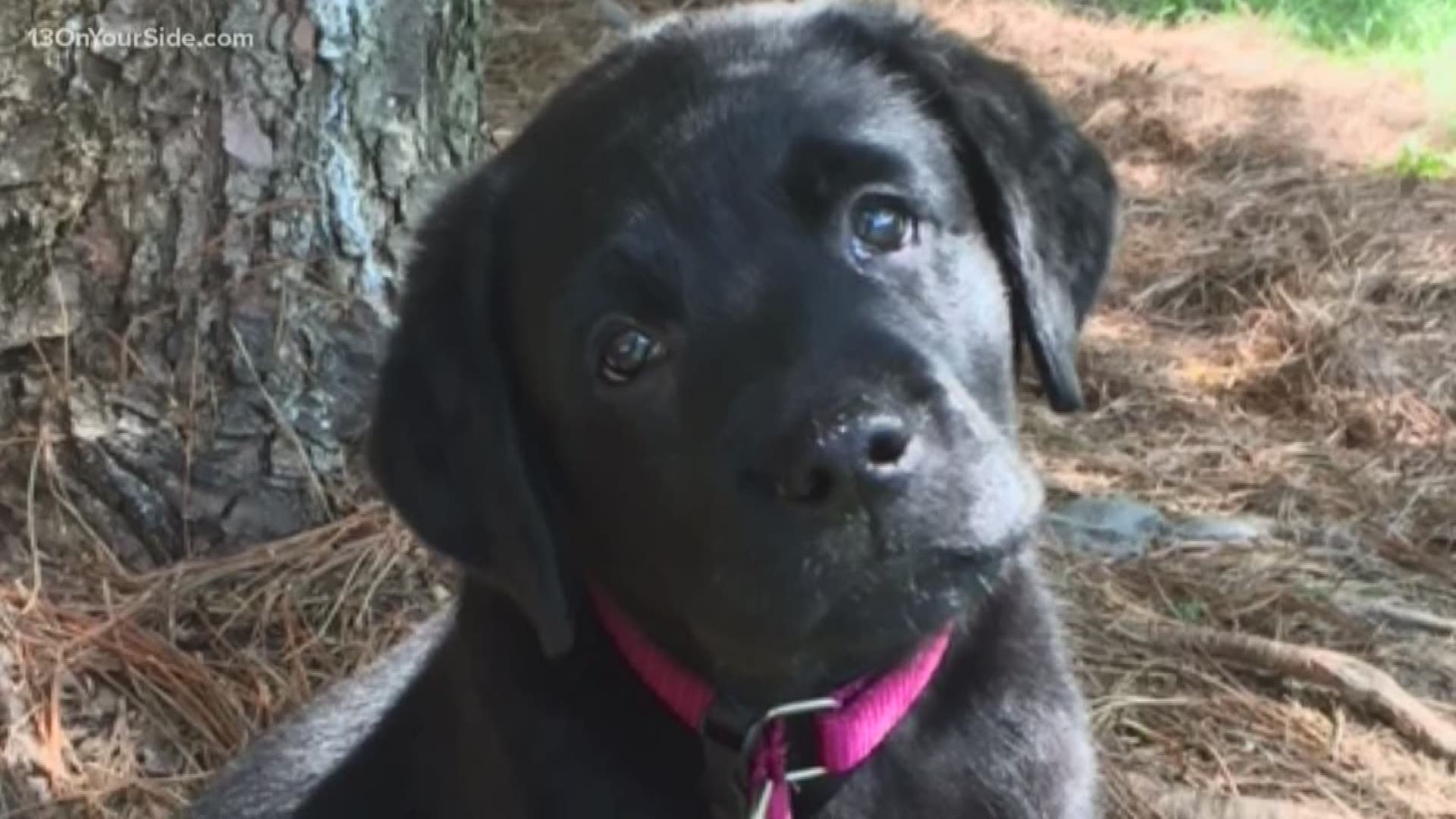 Our Paws With A Cause puppy leaves to continue her service dog training.