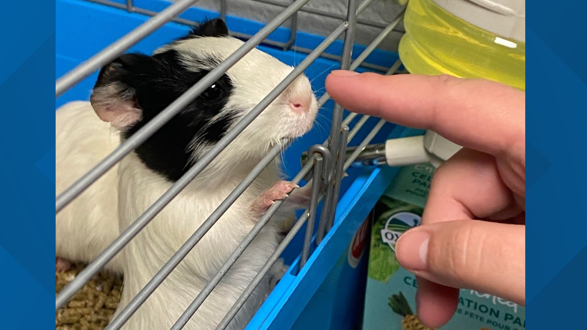 Guinea pigs found roaming Grand Haven are ready for adoption | wzzm13.com