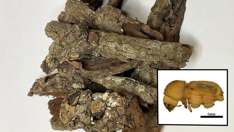 Potentially destructive' bark beetle discovered at Detroit airport