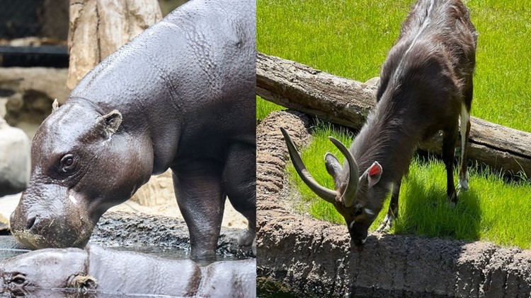 Pygmy hippo suddenly attacks, kills new animal at John Ball Zoo