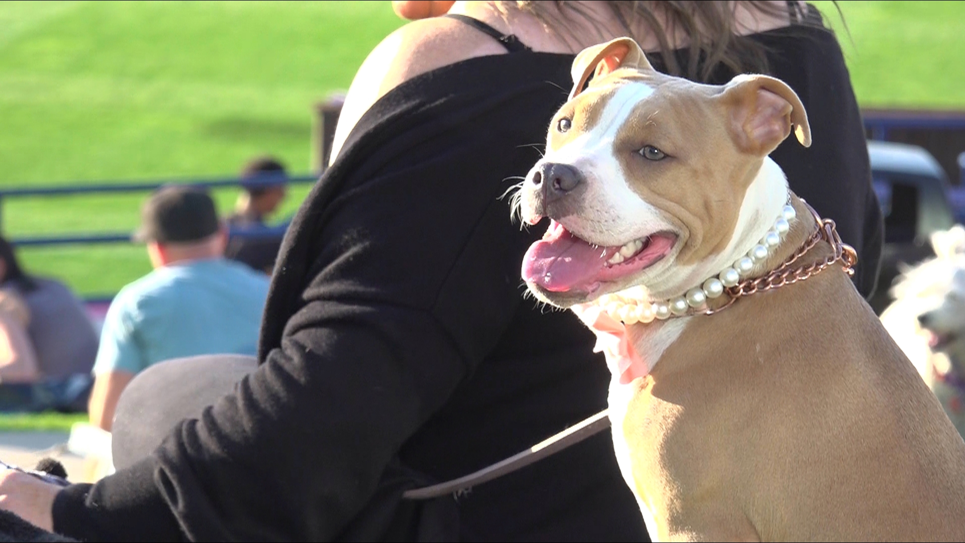 Tuesday night's West Michigan Whitecaps game was about more than baseball. It was about giving back to organizations that help pets find good homes.