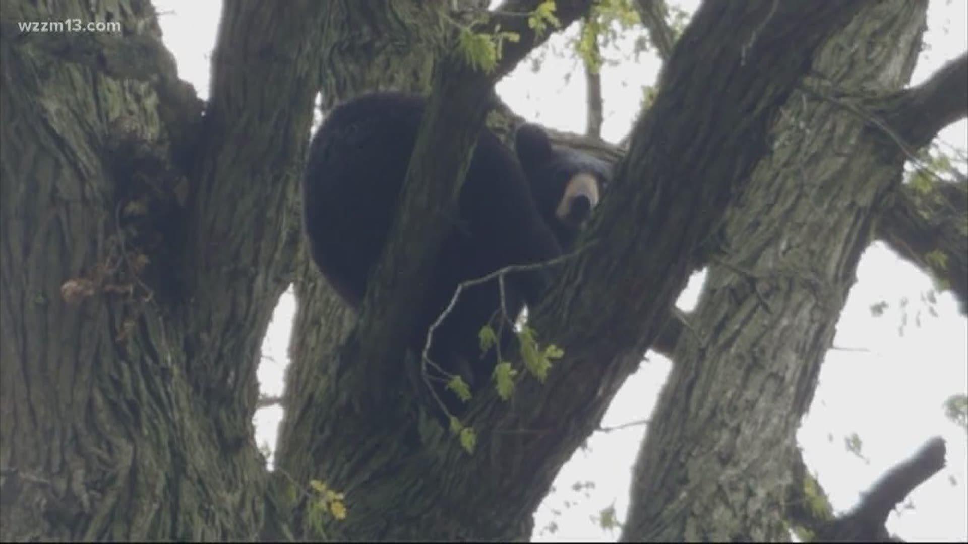 The Michigan Department of Natural Resources captured the male black bear Sunday morning.