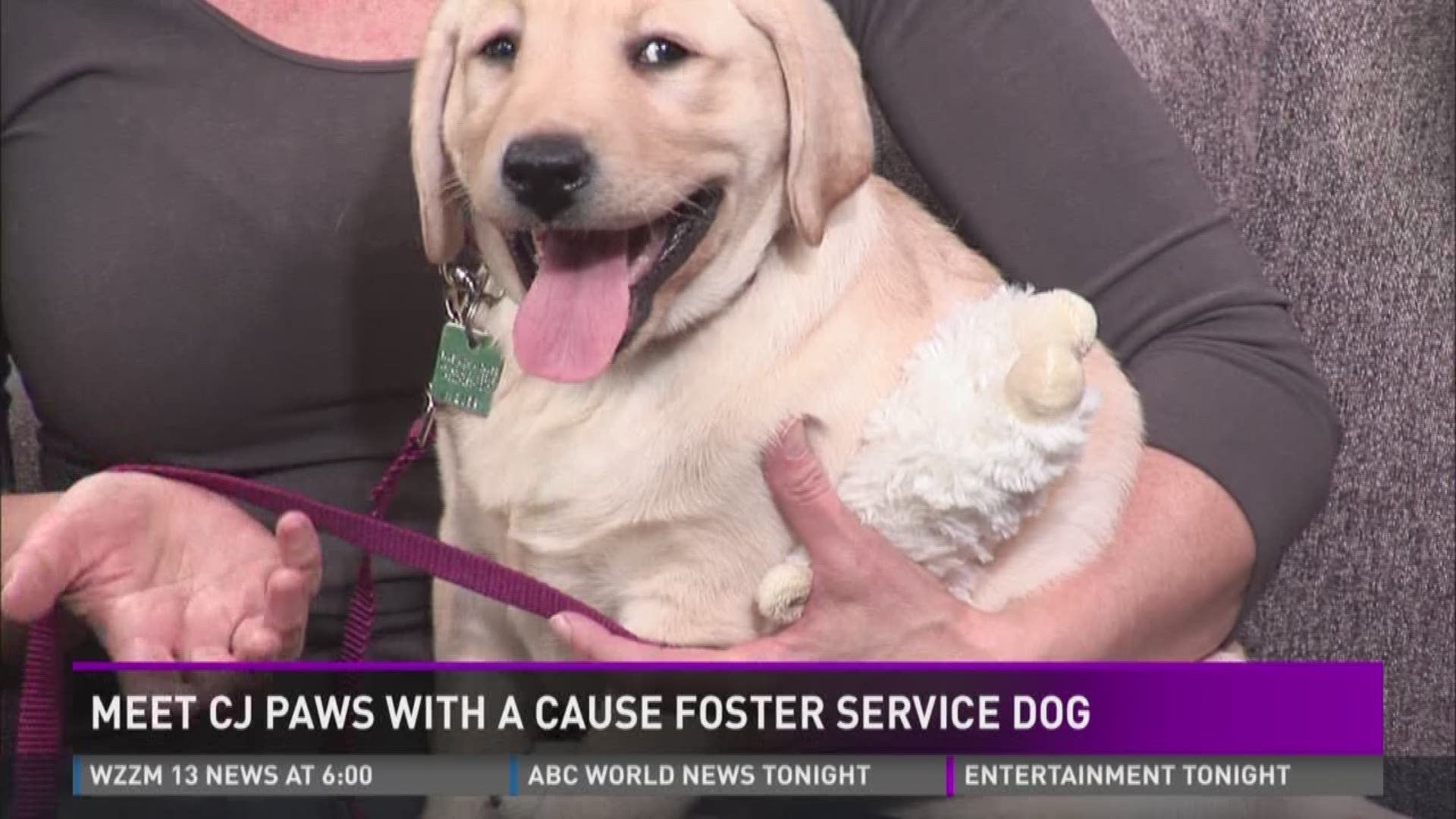 WZZM's Valerie Lego will foster her for the next 14 months for Paws With A Cause.