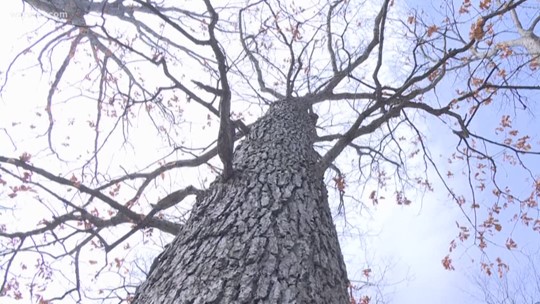 DNR: Avoid pruning oak trees until July 15 to avoid spreading oak wilt ...