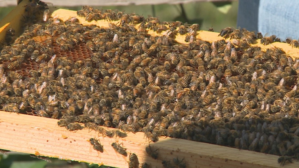 Veterans use beekeeping to improve well being - VA News