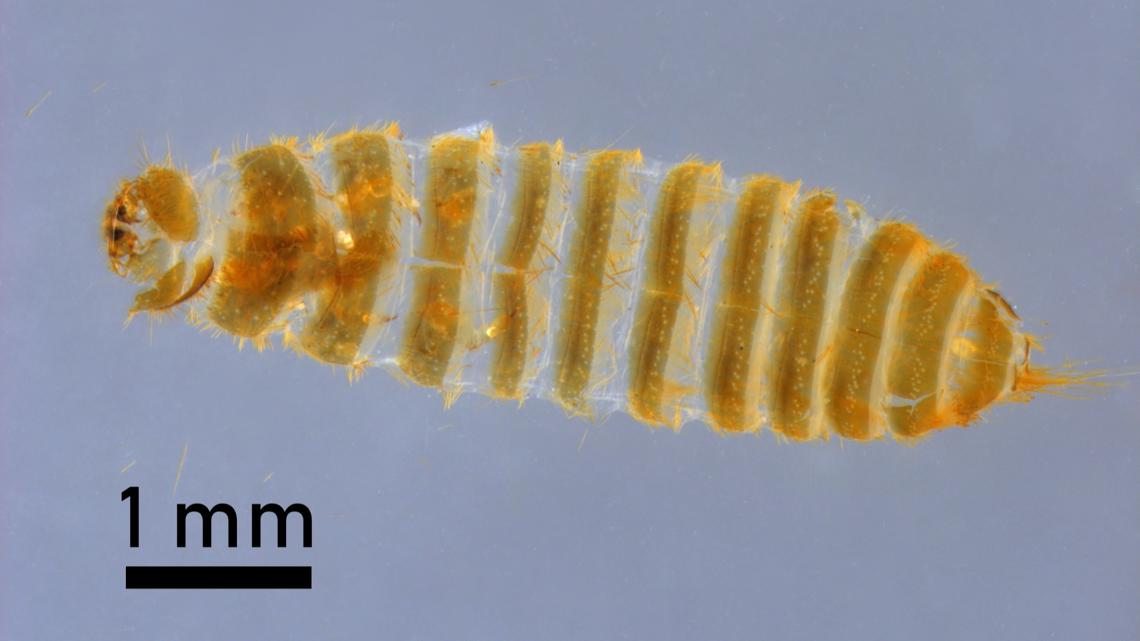 Remains of destructive, invasive beetle found in luggage at Detroit Airport