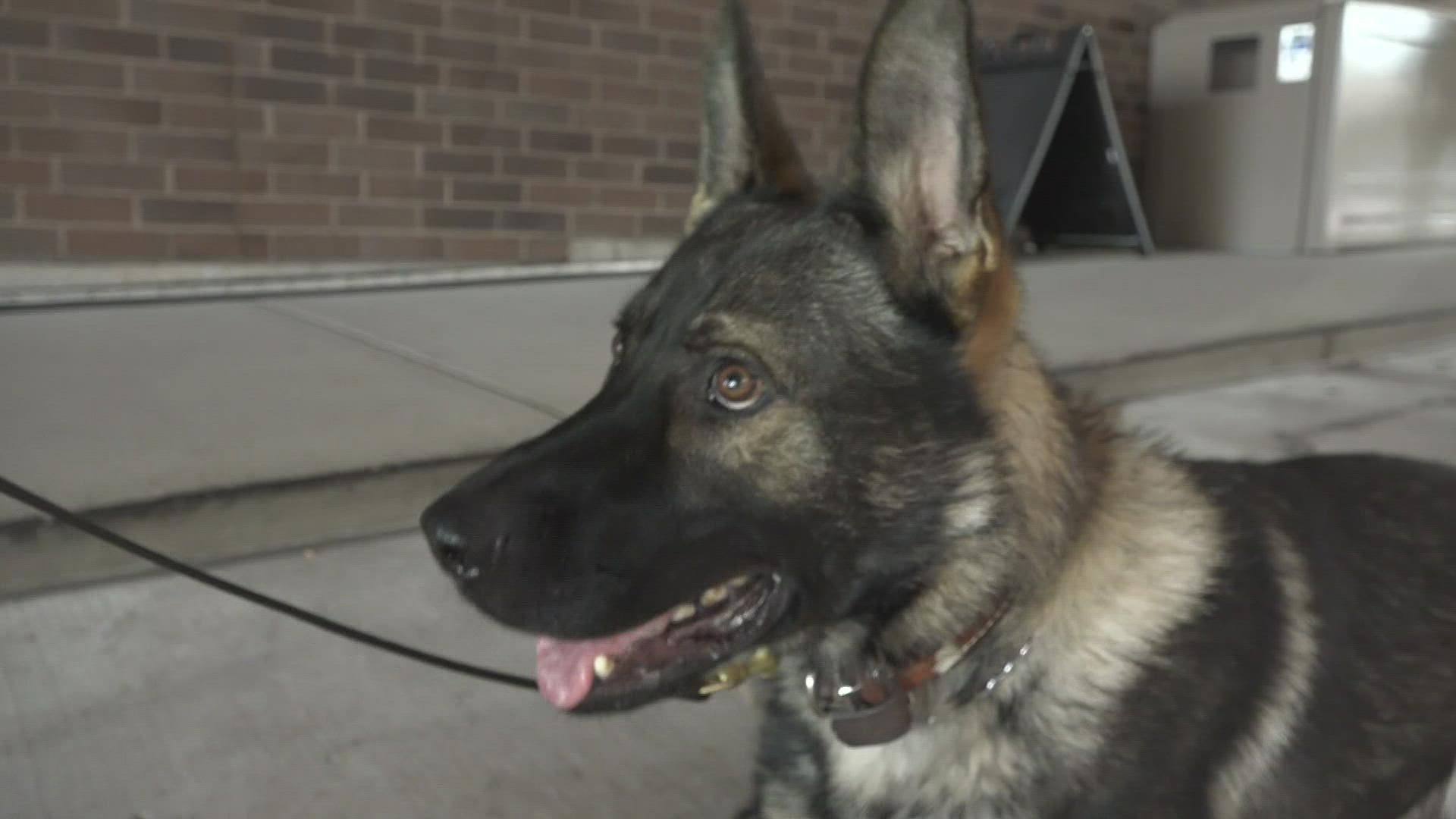 Spectrum Health uses the K-9s for different tasks than a typical police dog would do.