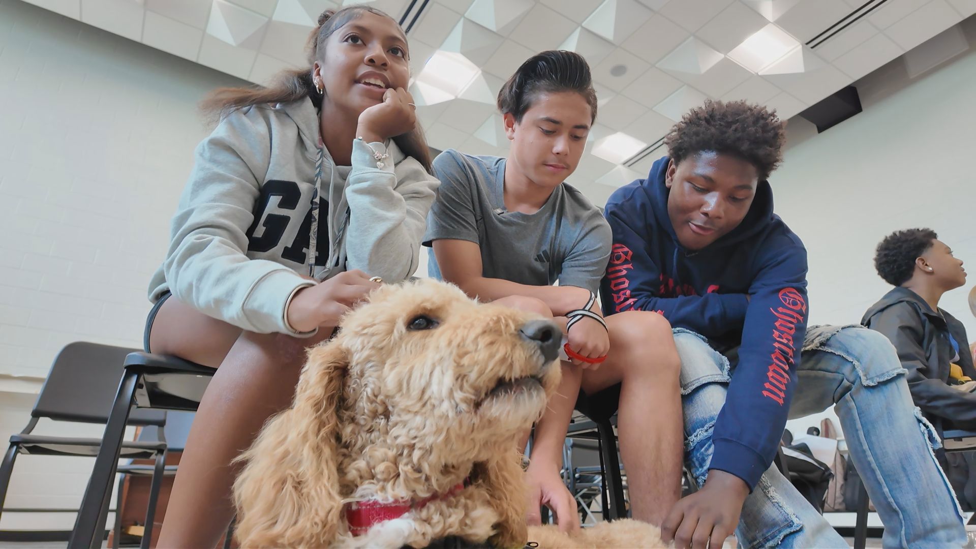 Priority Health placed goldendoodle, Scout, with Muskegon Public Schools. They say math and reading achievement grew, and a discipline and outburst decreased.