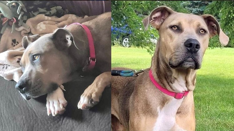 Meet Christi, a perfect pup searching for her forever home in Grand Rapids