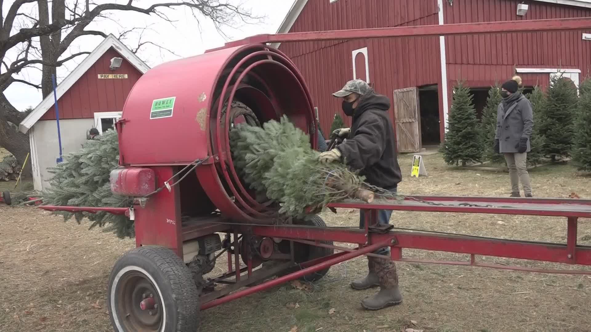 Just last week, many of West Michigan's Christmas tree farms opened for the holiday season. Some of them have already sold out.