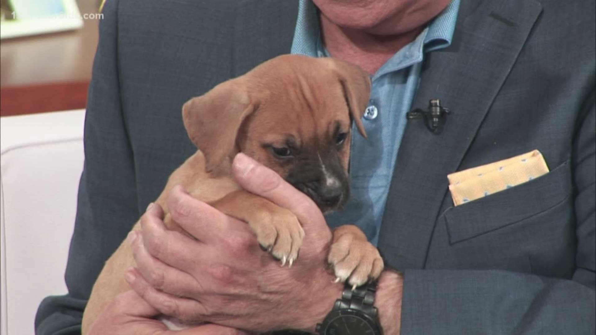 Meet Peaches and Cinnamon, two fur-babies looking for a family to call their own! Peach is a 2-month-old female American Pit Bull Terrier mix. Cinnamon is actually a Havana Brown mix, which is a pretty rare breed of cat!