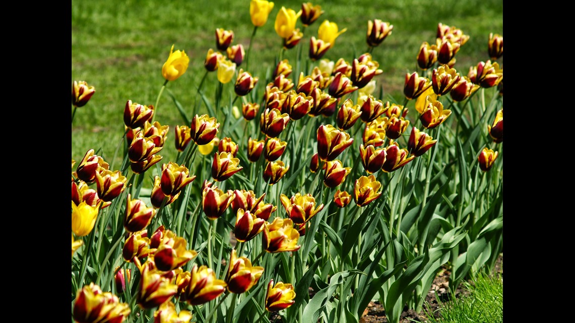 Watch the tulips in Holland bloom on live cam