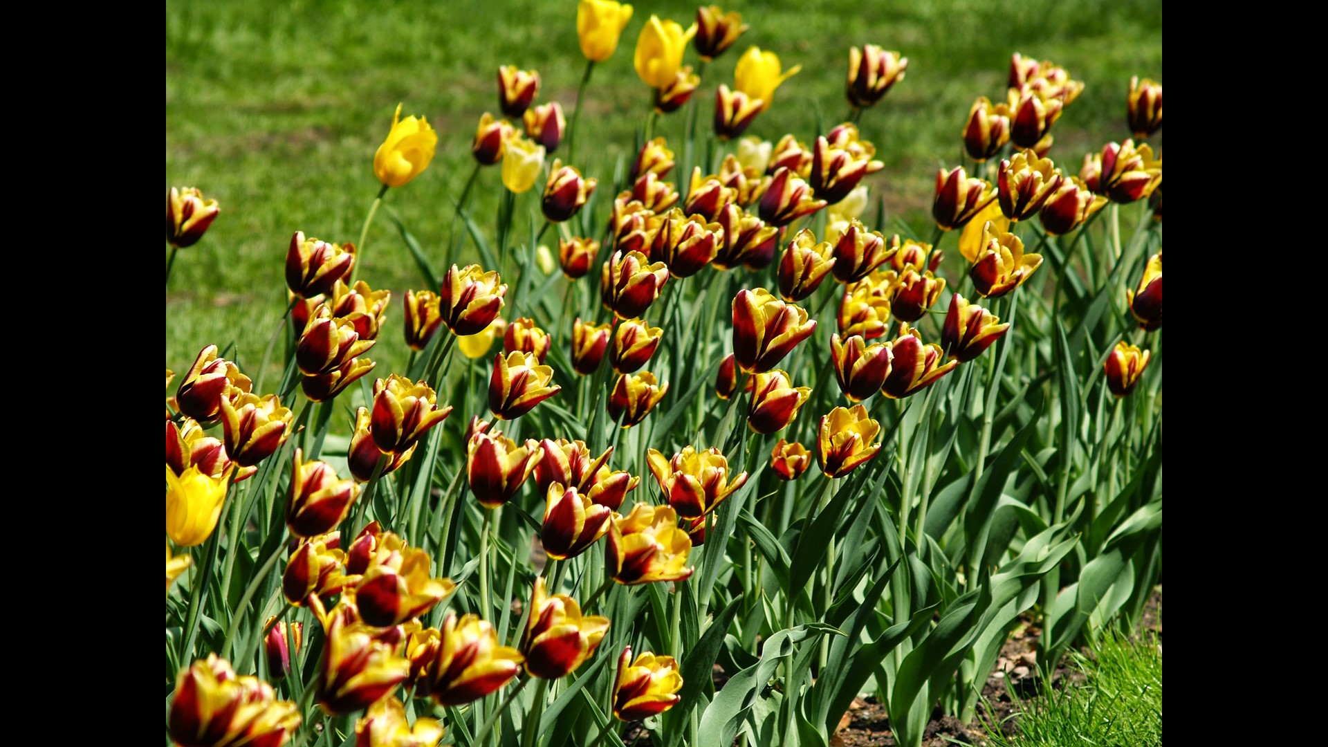 Watch the tulips in Holland bloom on live cam