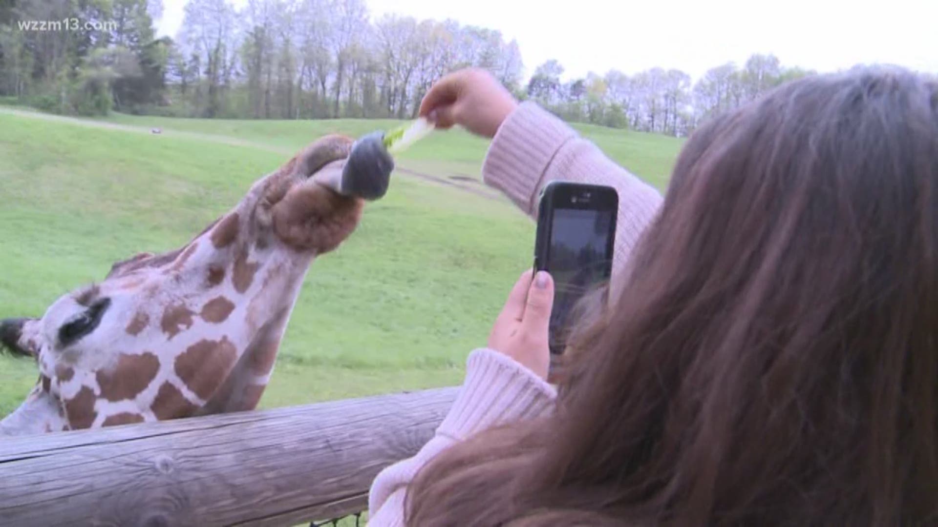 The My West Michigan crew takes a trip to the Binder Park Zoo and caught up with giraffes, hyenas and a beautiful snow leopard.