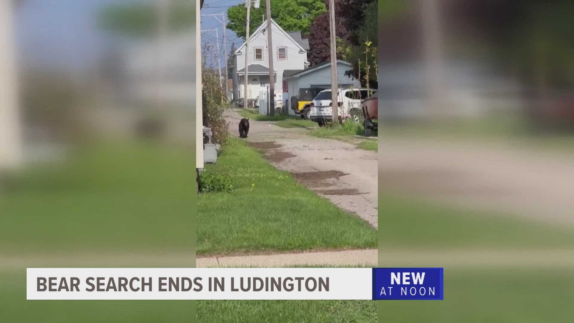 Some neighbors in Ludington shared an eventful morning when they saw a black bear walking around north of downtown Thursday.