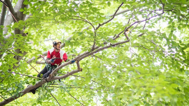 Competitive tree climbing world record attempt, Holland, MI