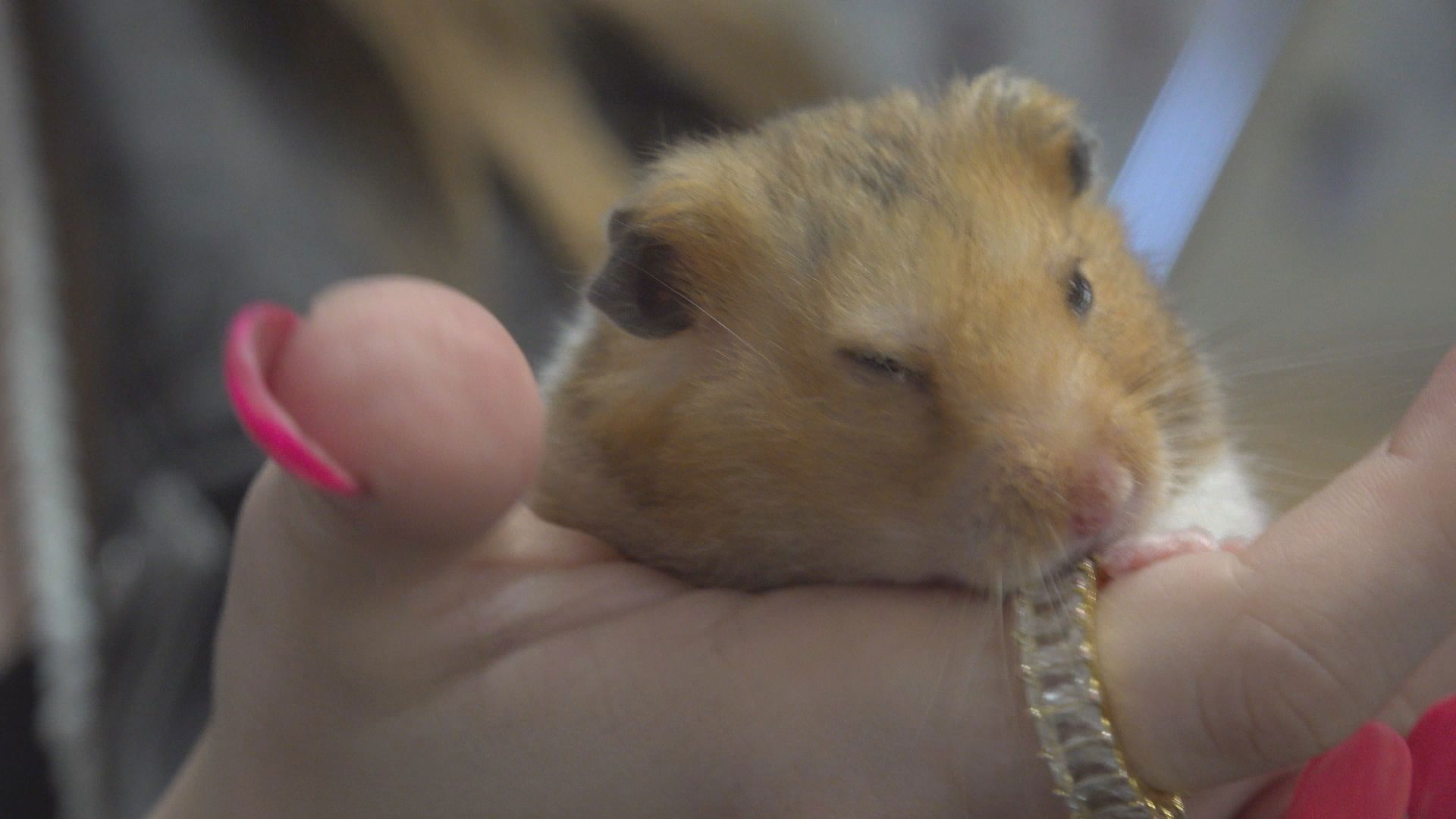 A group of Grand Rapids fourth graders is getting national recognition after winning a competition for their success with their class pet, Coco.