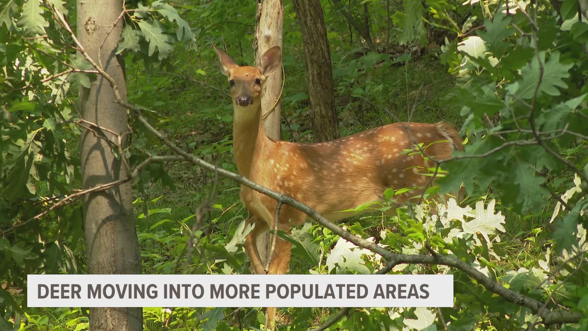 In Kent County crews say an increase in the whitetail deer population is leading to more accidents.