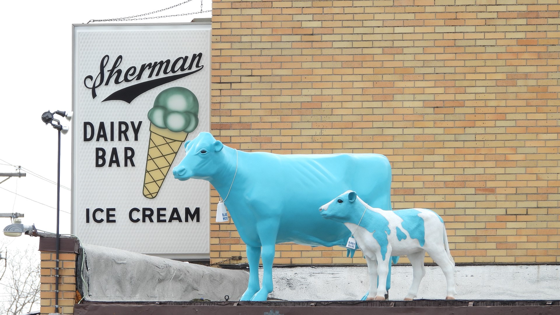 Sherman's Dairy Bar cows return after restoration