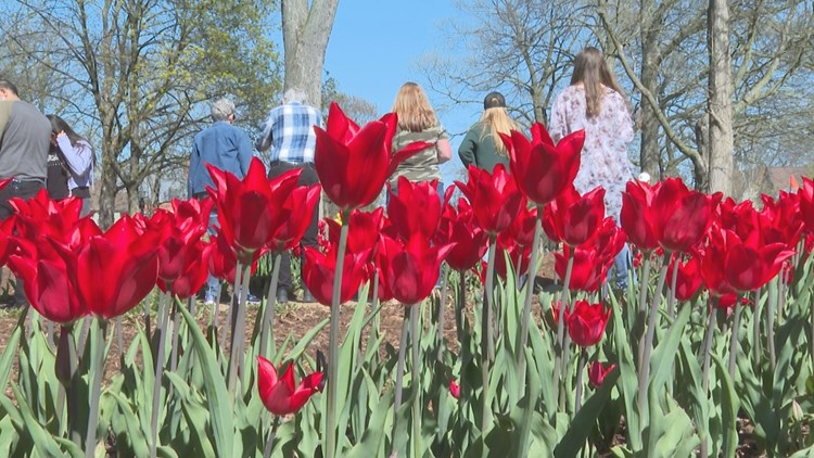 Tulip Time on track to break records after strong opening weekend