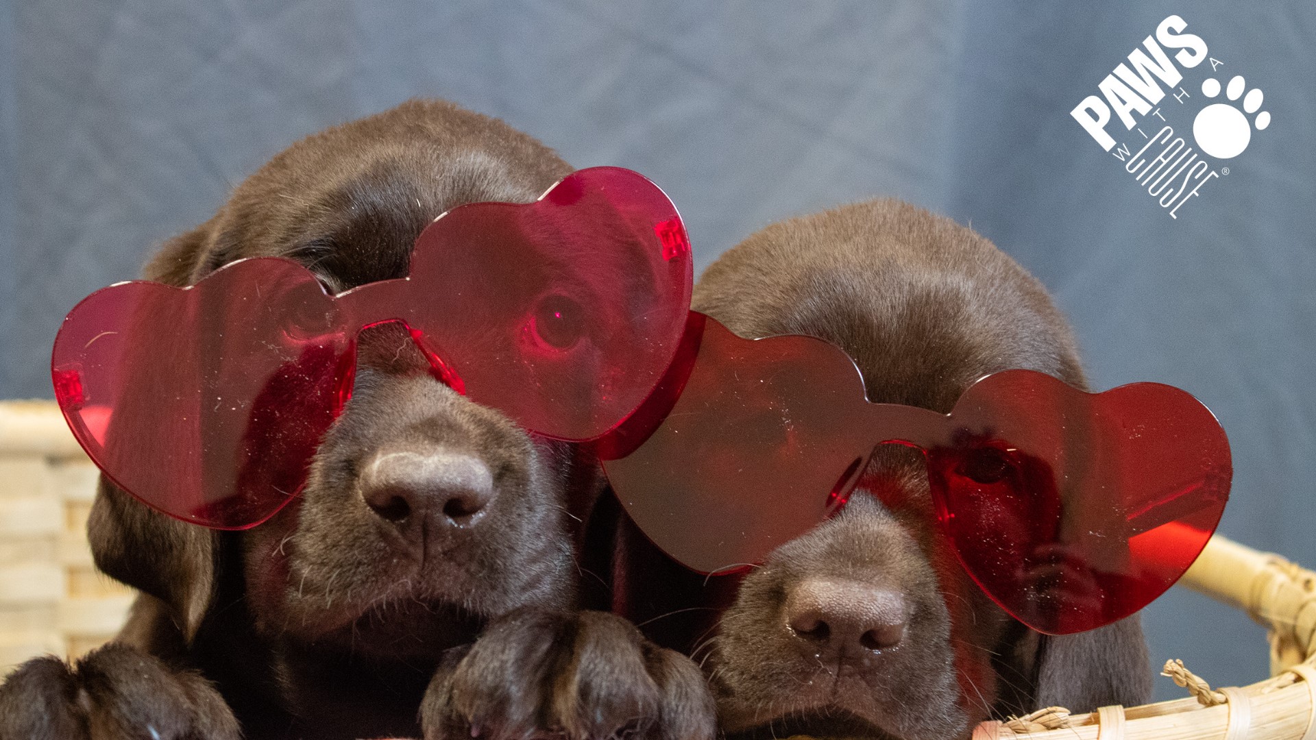 Paws With A Cause Doggie Grams fundraiser offers a unique way to celebrate Valentine's Day.