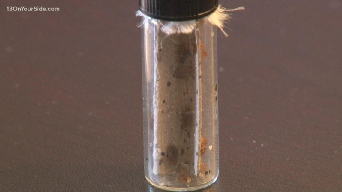 Grand Rapids ranked in top 20 'Bed Bug Cities' - Vimarsana News