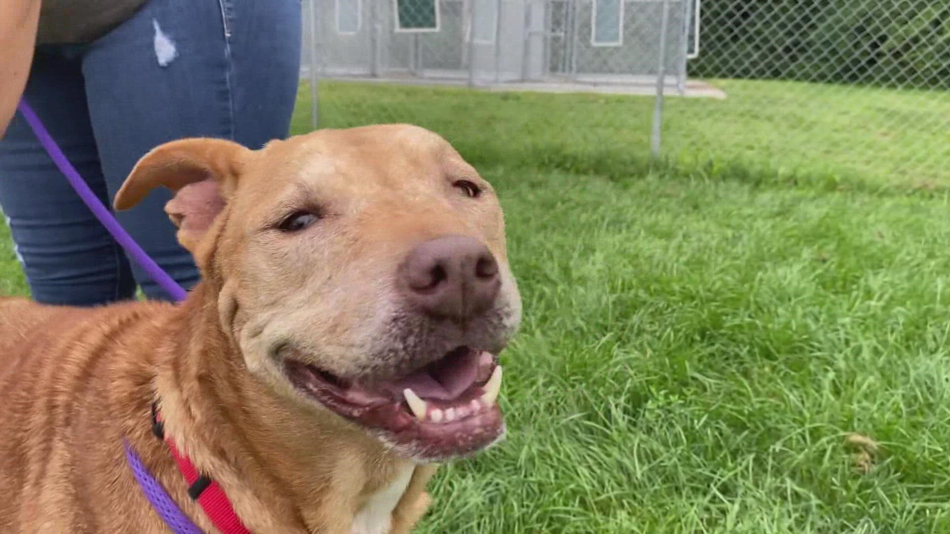 Dog finds home in West MI after 8 years in shelter system 