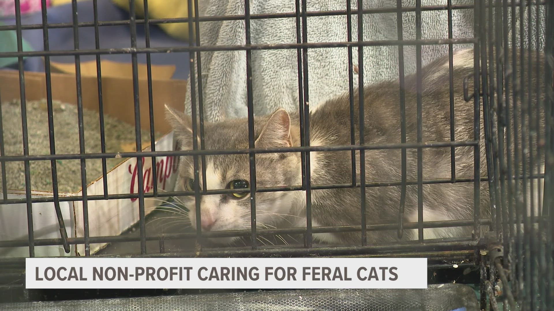 Feral Cat Solutions receives dozens of calls every day for cats found outside, as they say controlling the feral cat population is a community effort.