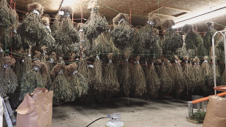 Black market marijuana thriving in Michigan | An exclusive look at a large-scale grow operation