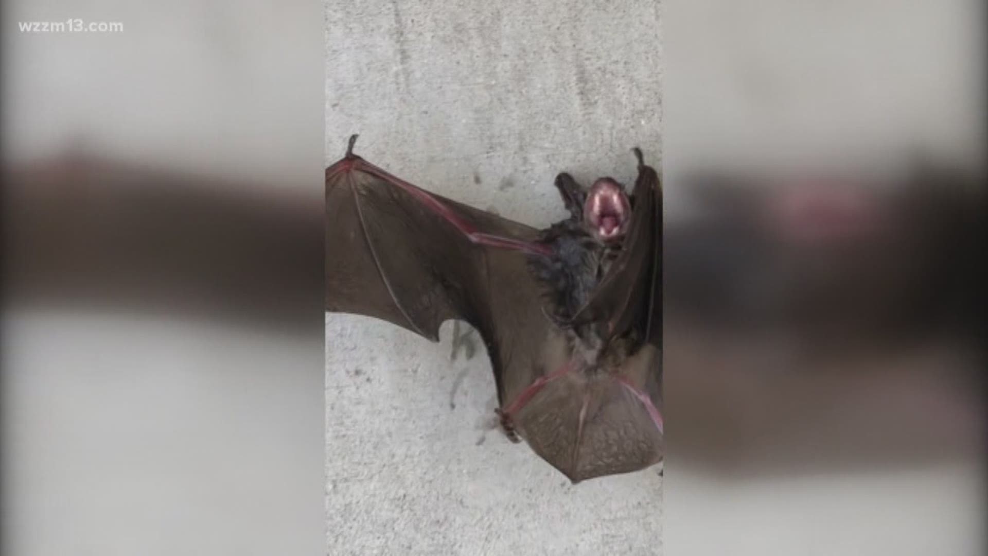 Verify: Bats in the West Michigan
