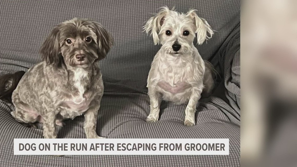 Dog on the run after escaping from groomer