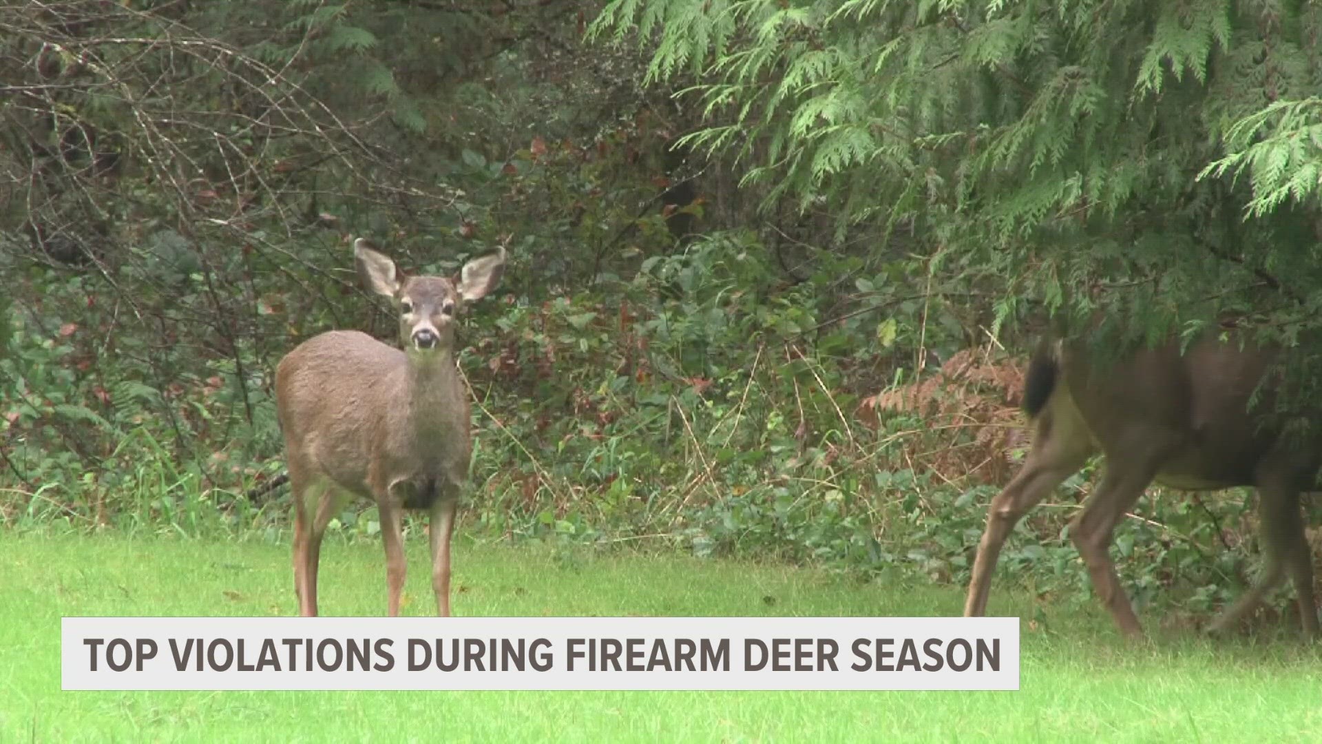 Michigan firearm deer season 2023 What to expect