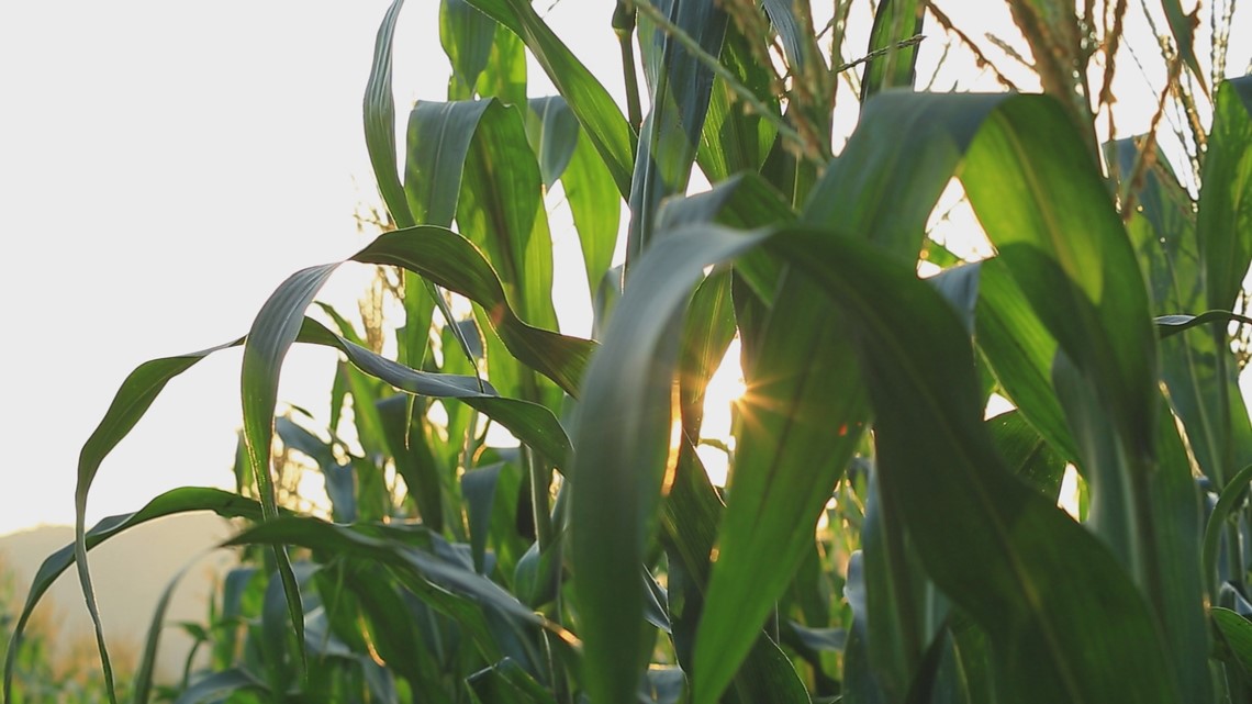 Moderate drought conditions leaving some West Michigan farmers concerned