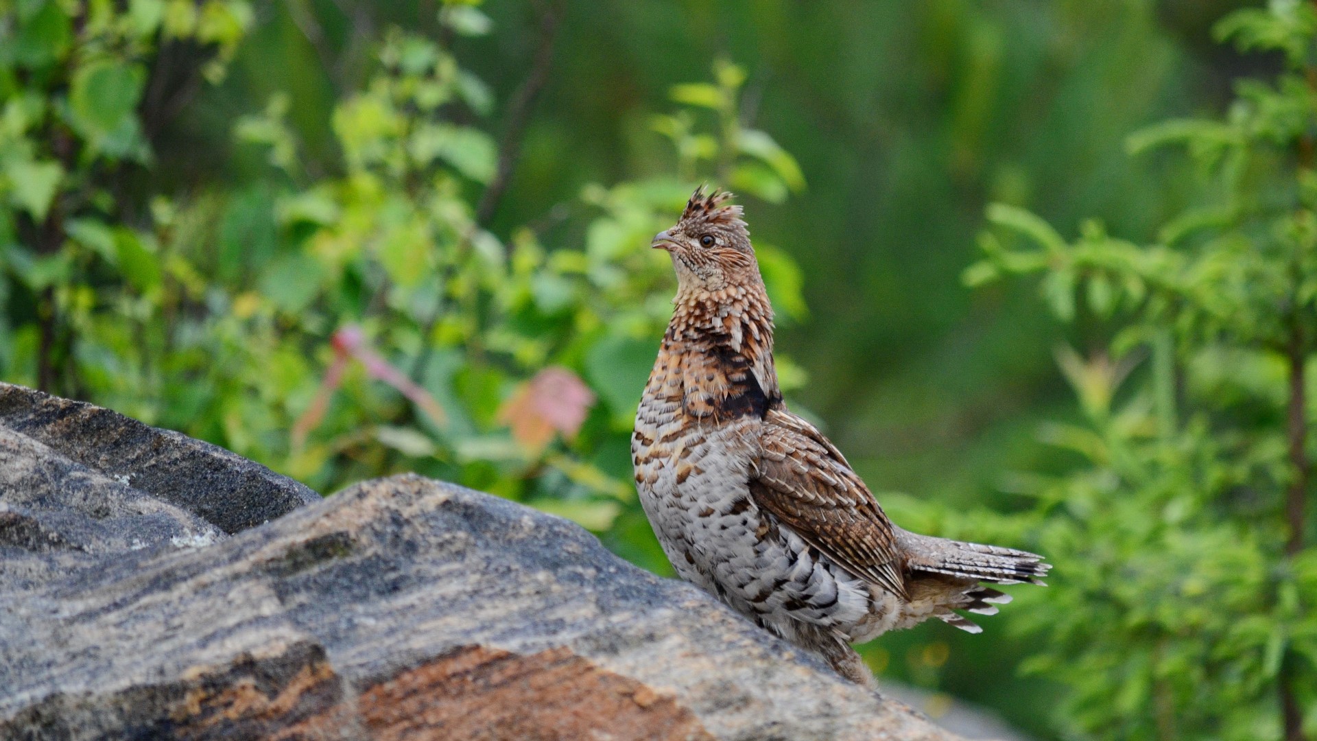 Michigan officials are asking hunters who pursue ruffed grouse to submit some of the birds for West Nile virus testing. Michigan collected more than 200 grouse for the study last year from the Upper Peninsula and the northern Lower Peninsula.