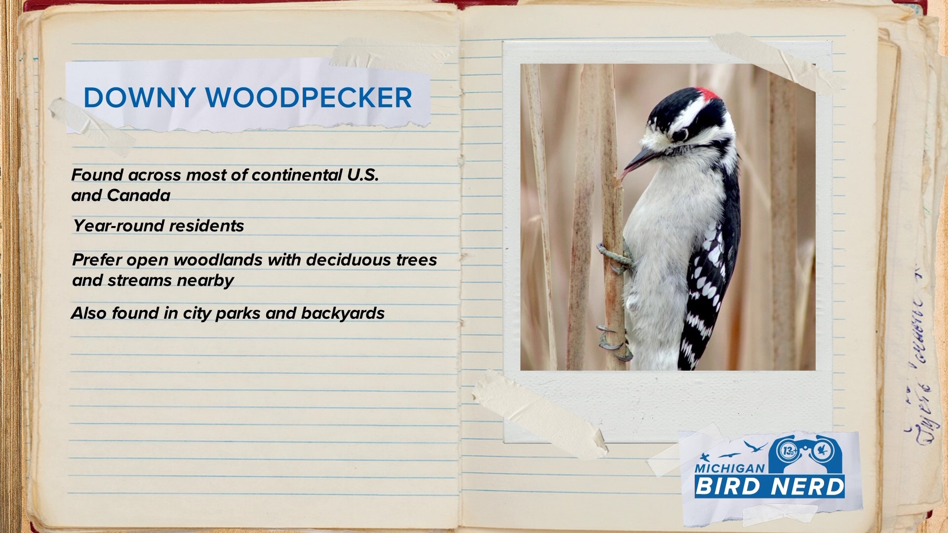 Matt Gard travels to the wetlands of Huff Park in Grand Rapids to learn how to find the downy woodpecker.