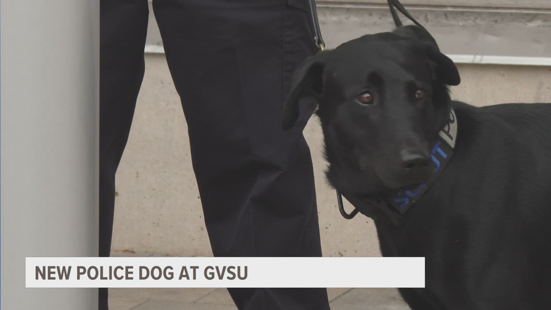 Scout, a 2-year-old Labrador Retriever, has joined the Grand Valley Police Department as their K9.