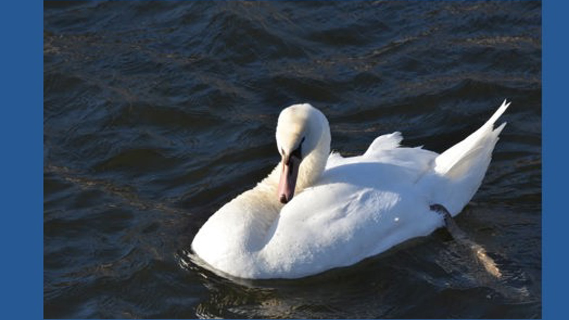 Think these swans belong in Michigan waters? The DNR says think
