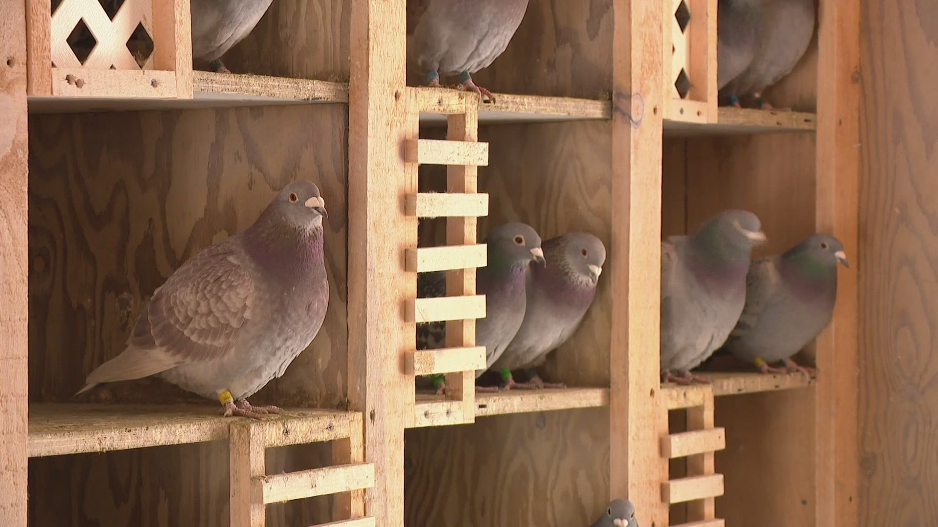 Jim Solak of Edmore, Mi. became captivated by pigeons when he was 12 years old. Today, he owns 102 of them. Their friendship helps him deal with pandemic isolation.
