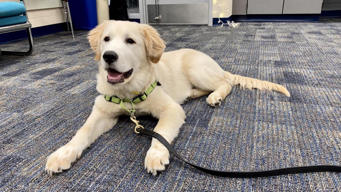 Holland school welcomes therapy dog in-training - Vimarsana News